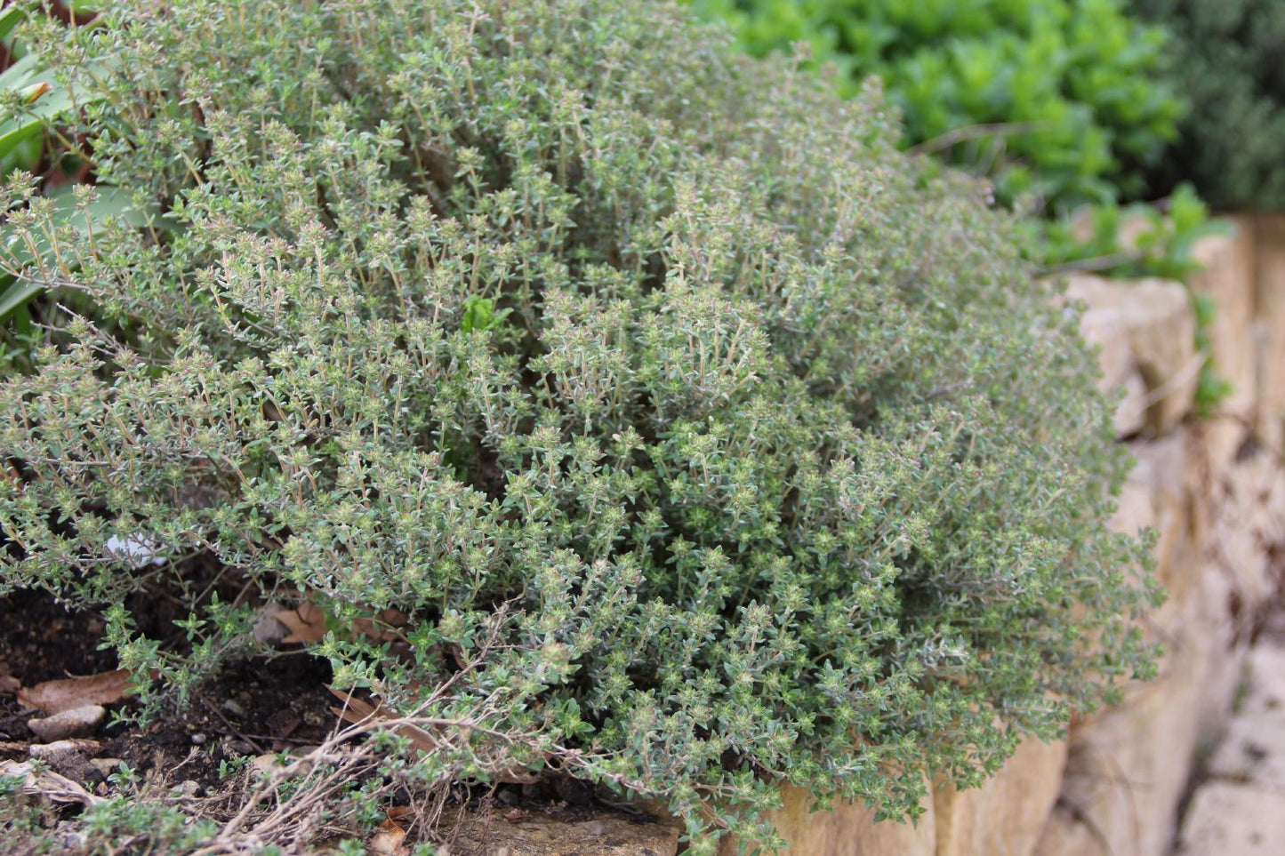 Thymus vulgaris var. fragrantissima Orangenthymian