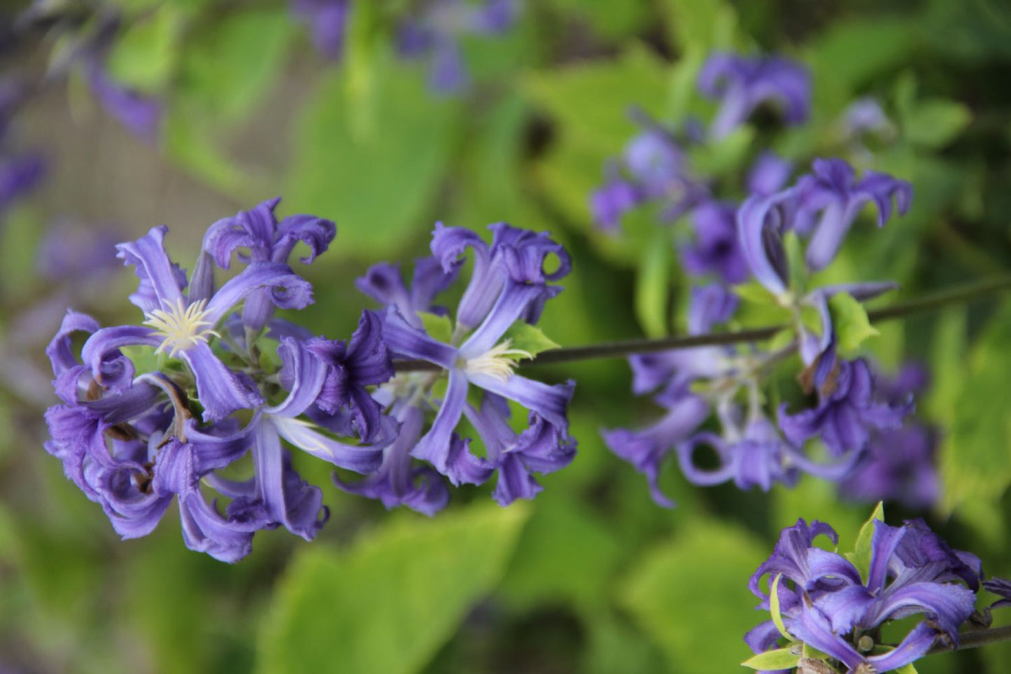 Clematis Heracleifolia-Hybride 'Cassandra' Stauden-Waldrebe Clematis Heracleifolia-Hybride 'Cassandra' Stauden-Waldrebe