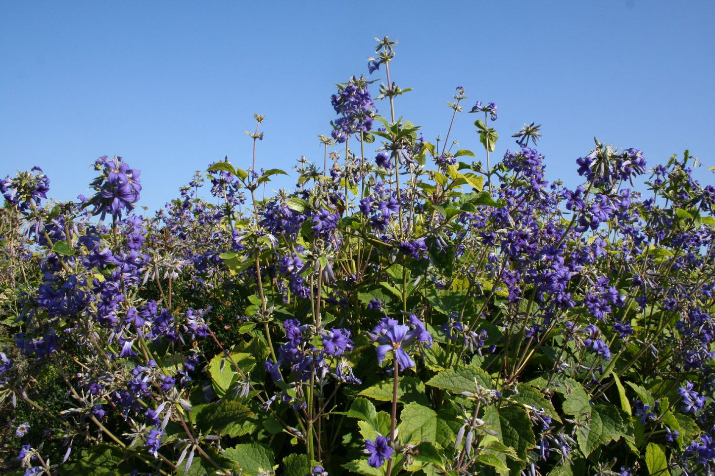 Clematis Heracleifolia-Hybride 'Cassandra' (Stauden-Waldrebe)