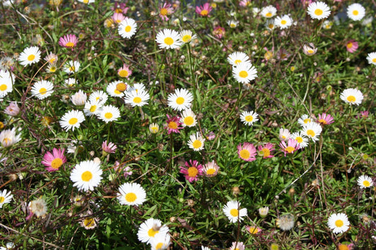 Erigeron karvinskianus 'Blütenmeer' Spanisches Gänseblümchen
