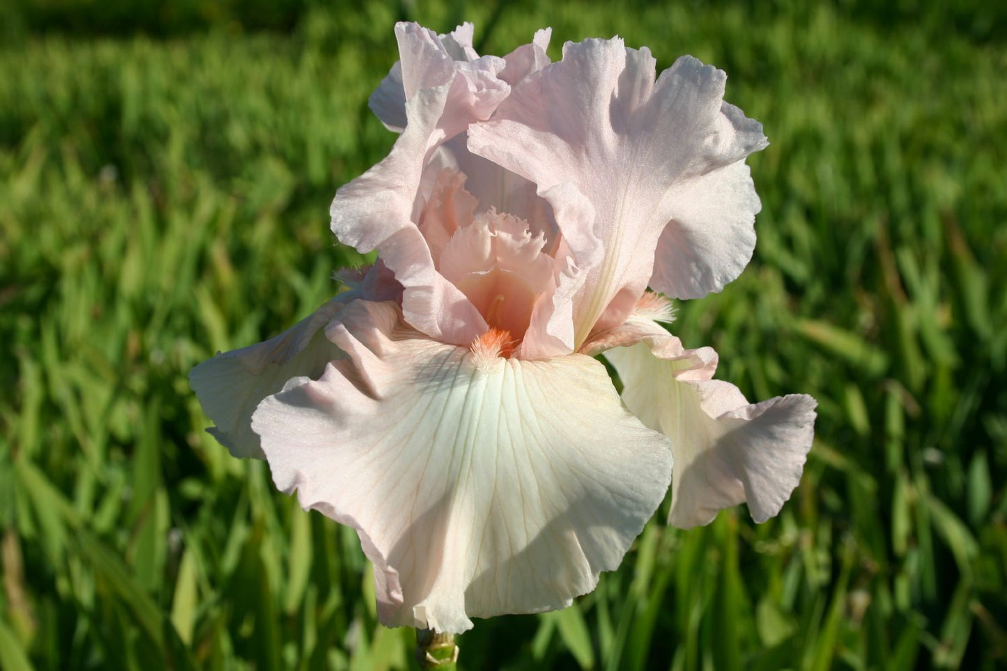 Iris Barbata-Elatior 'Vanity Hohe Garten-Schwertlilie