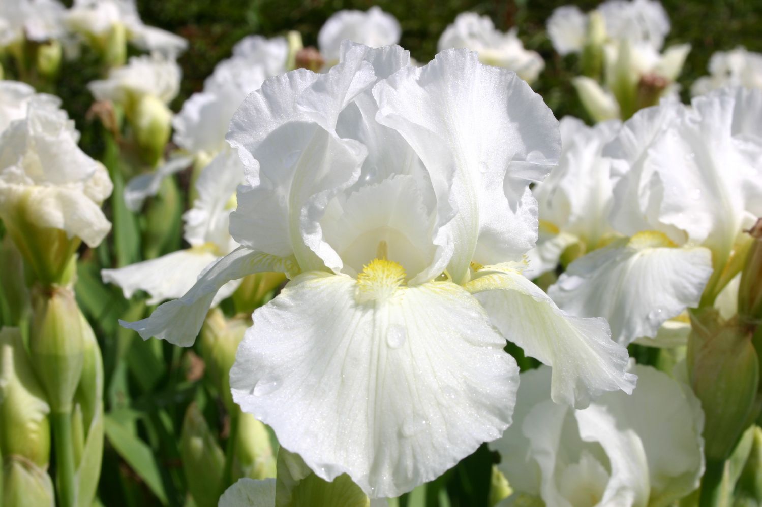 Iris Barbata-Media 'Avanelle' Mittelhohe Garten-Schwertlilie