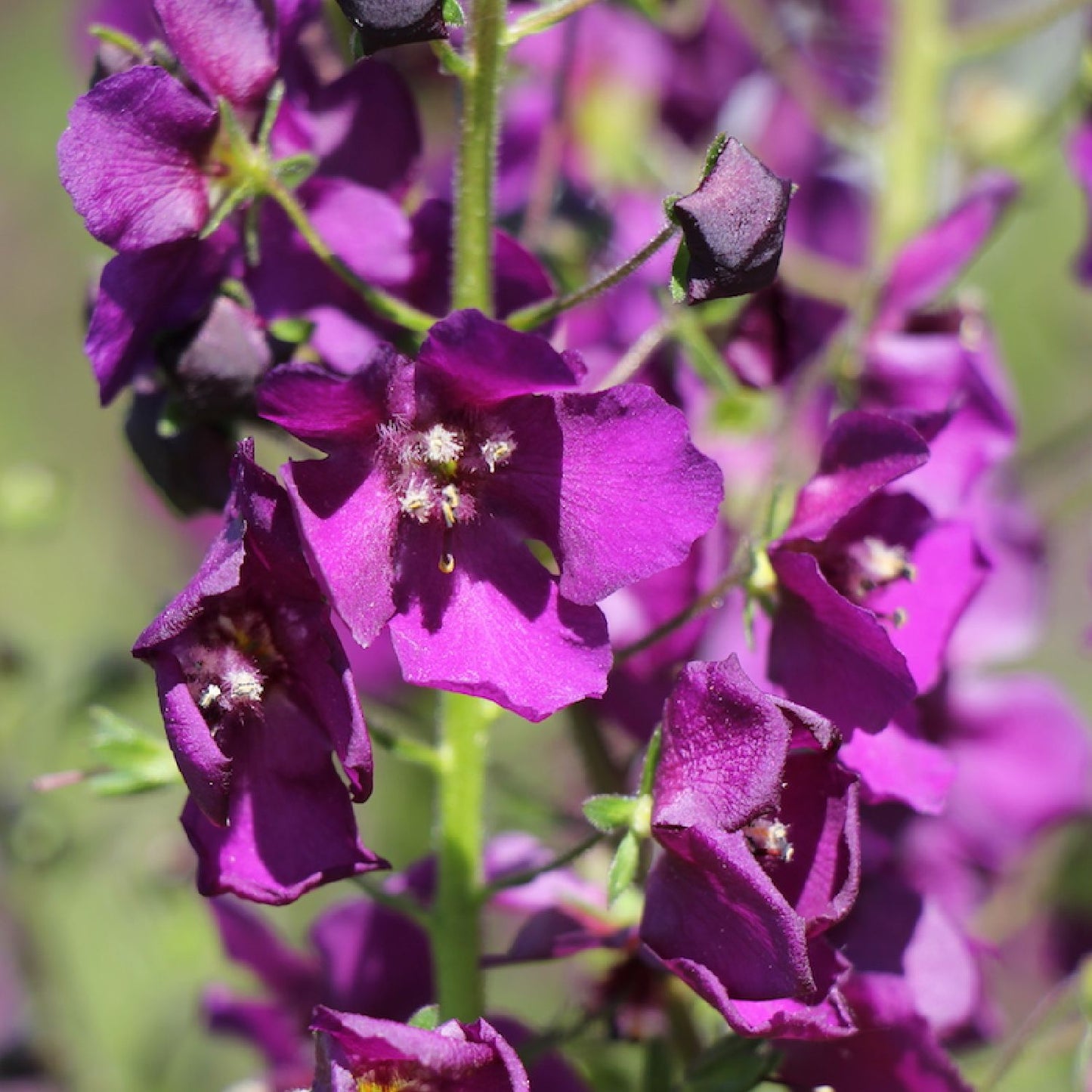 Verbascum phoeniceum 'Violetta' Garten-Purpur-Königskerze