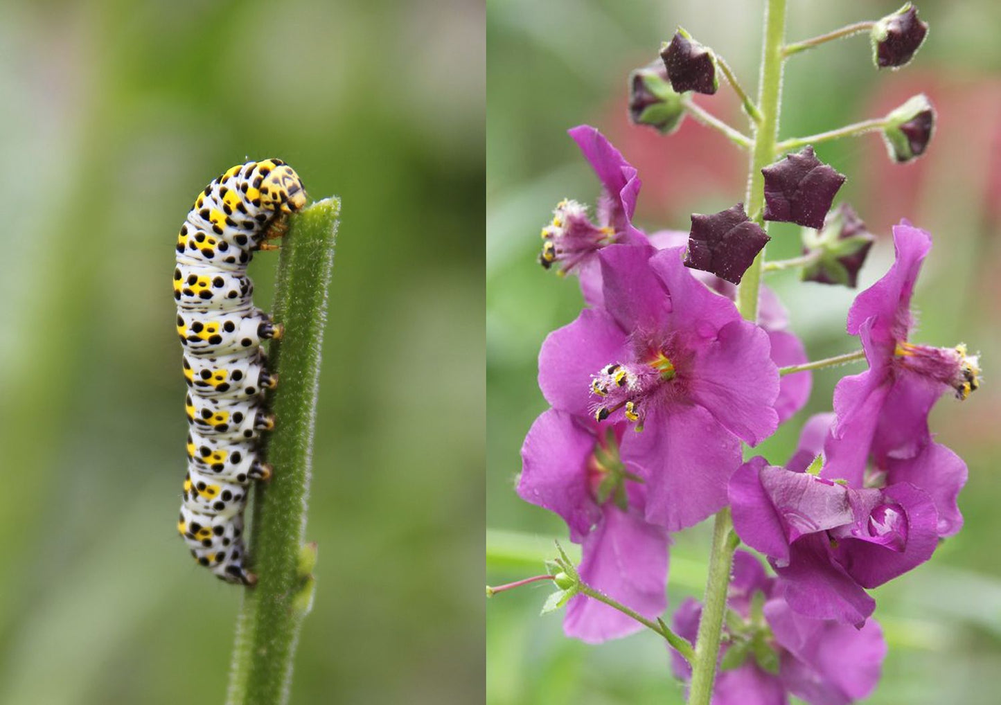 Verbascum phoeniceum 'Violetta' (Garten-Purpur-Königskerze)