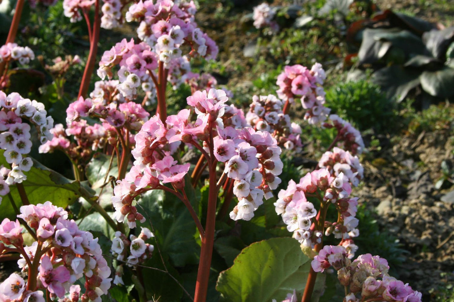 Bergenia cordifolia 'Schneekönigin' (Garten-Bergenie)