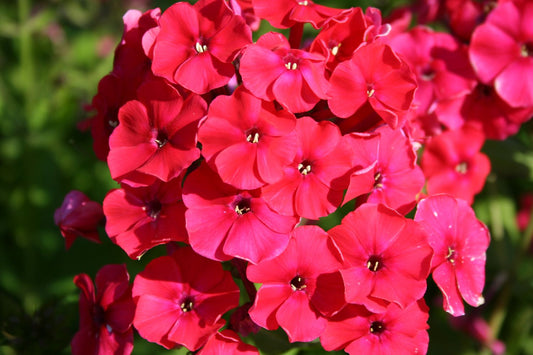 Phlox paniculata 'Red Riding Hood' Flammenblume