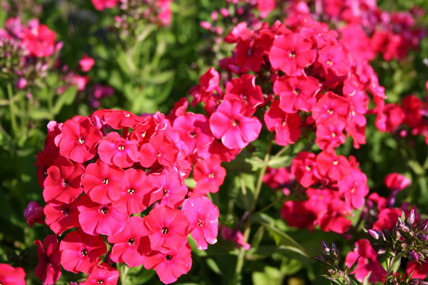 Phlox paniculata 'Red Riding Hood' (Flammenblume)