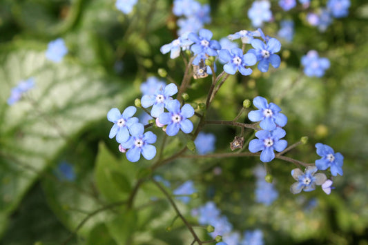 Brunnera macrophylla 'Jack Frost' ® Kaukasusvergissmeinnicht
