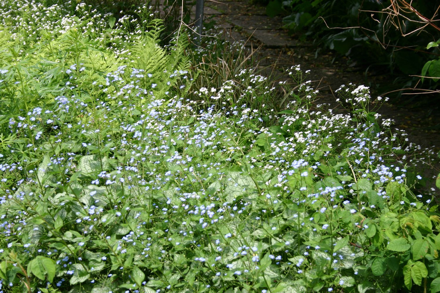 Brunnera macrophylla 'Jack Frost' ® (Kaukasusvergissmeinnicht)