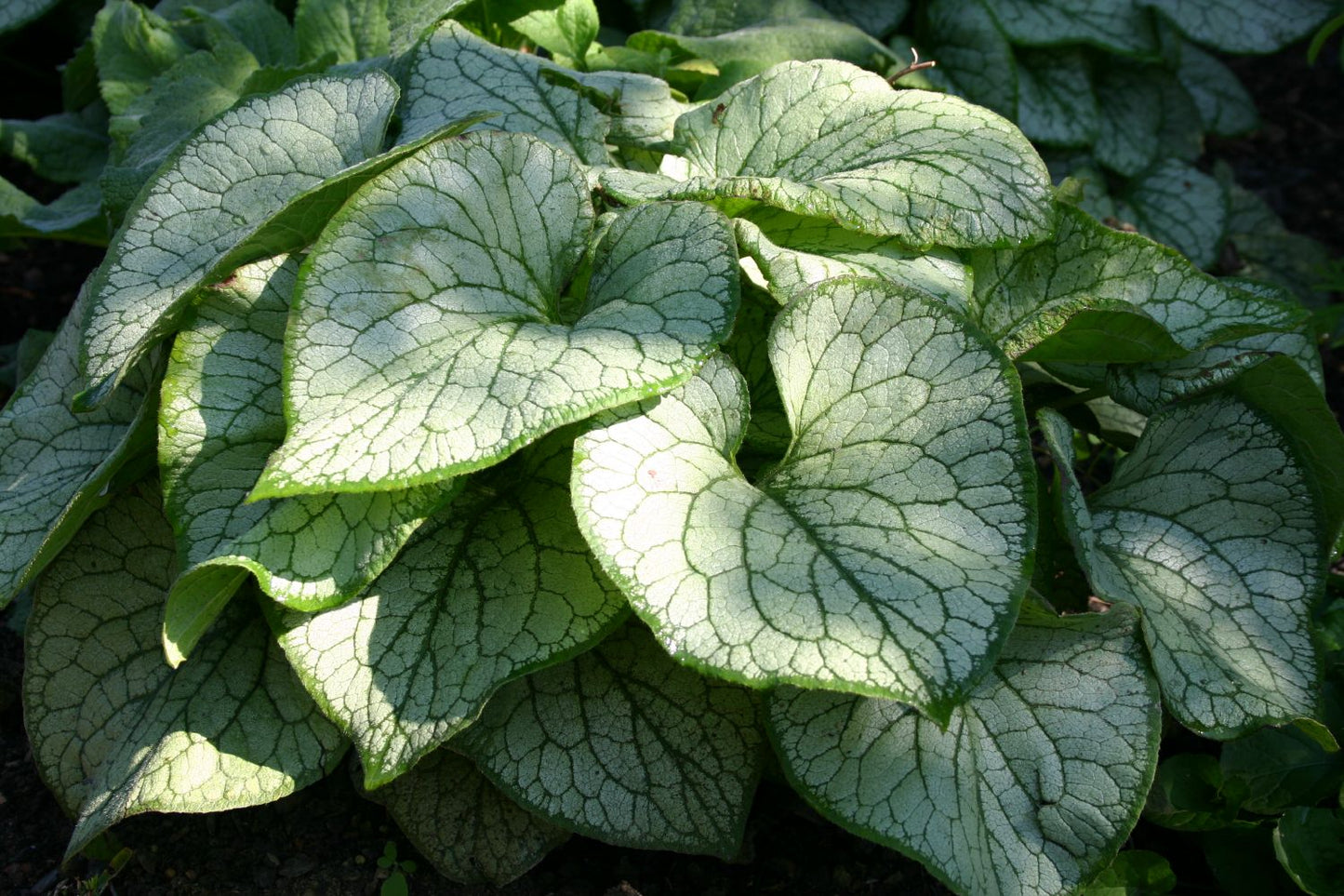 Brunnera macrophylla 'Jack Frost' ® (Kaukasusvergissmeinnicht)