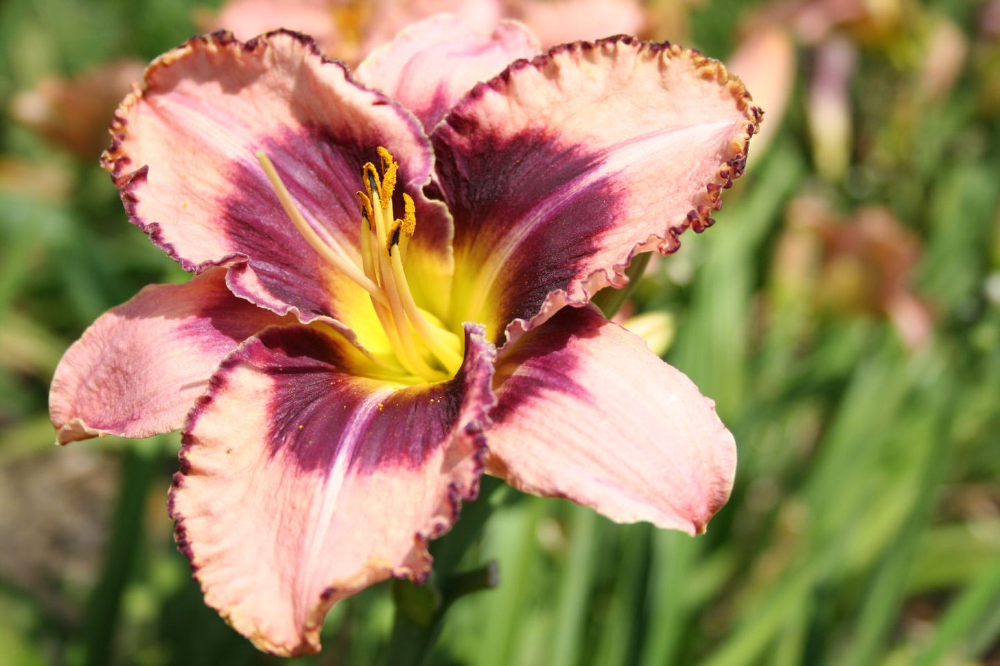 Hemerocallis 'Daring Deception' Großblumige Taglilie