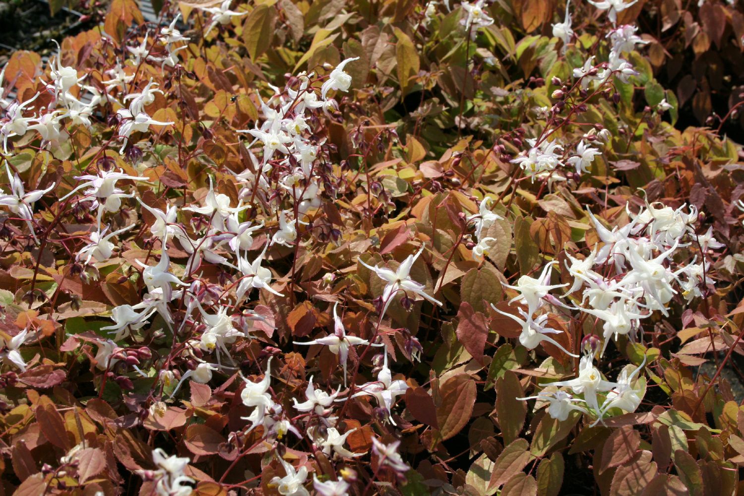 Epimedium grandiflorum Großblütige Elfenblume