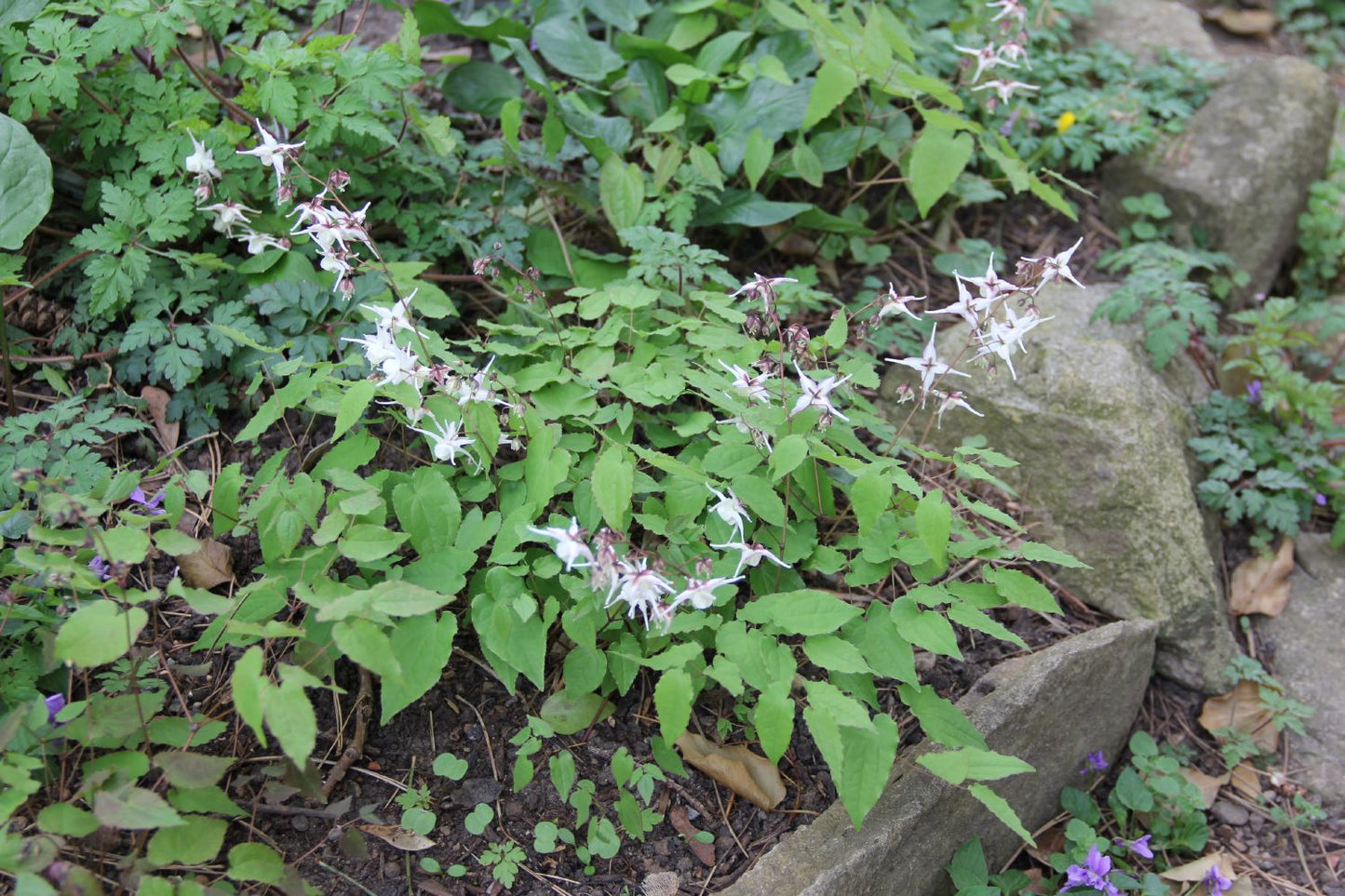 Epimedium grandiflorum (Großblütige Elfenblume)