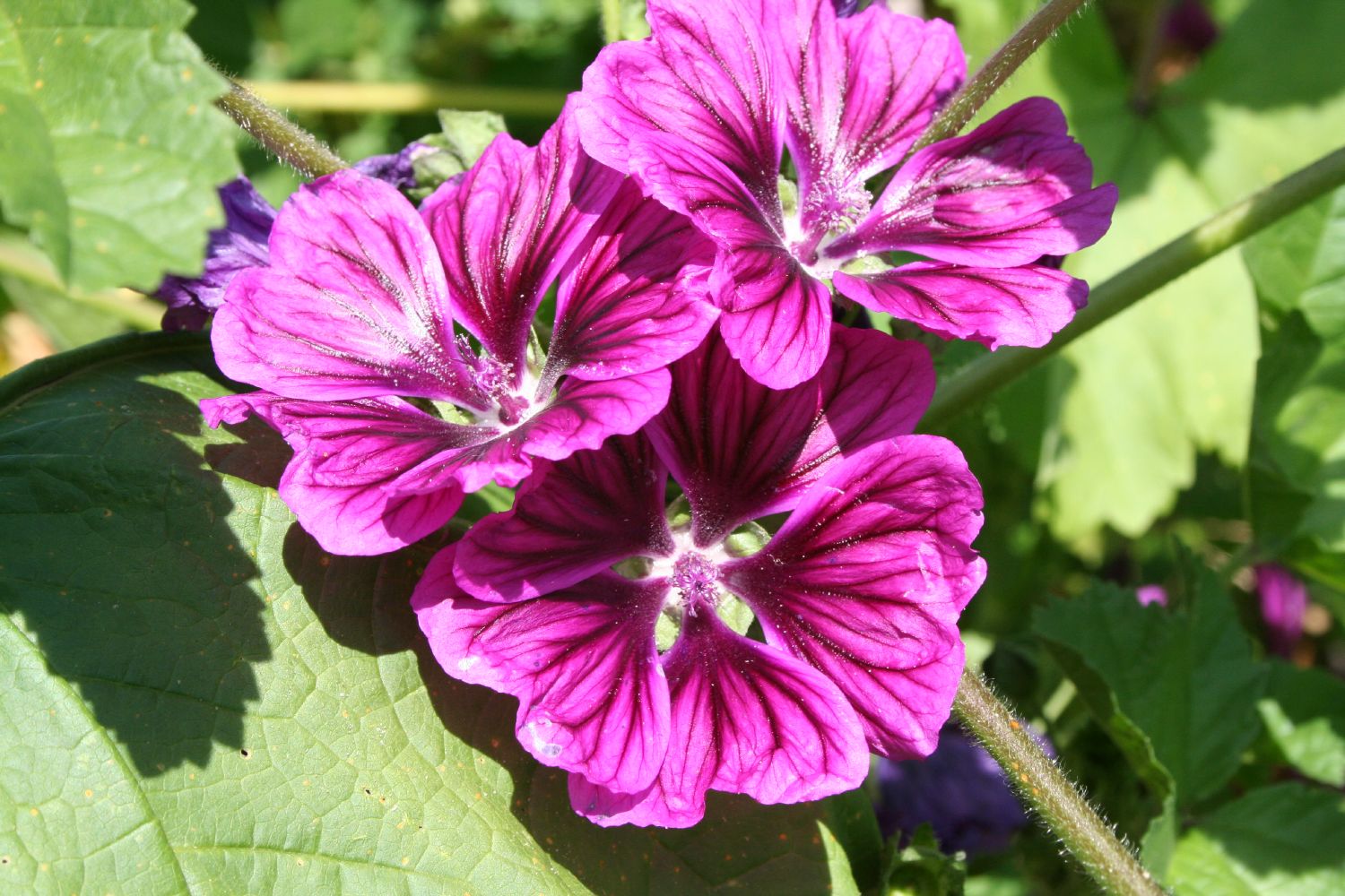 Malva sylvestris ssp. mauritiana Mauretanische Malve