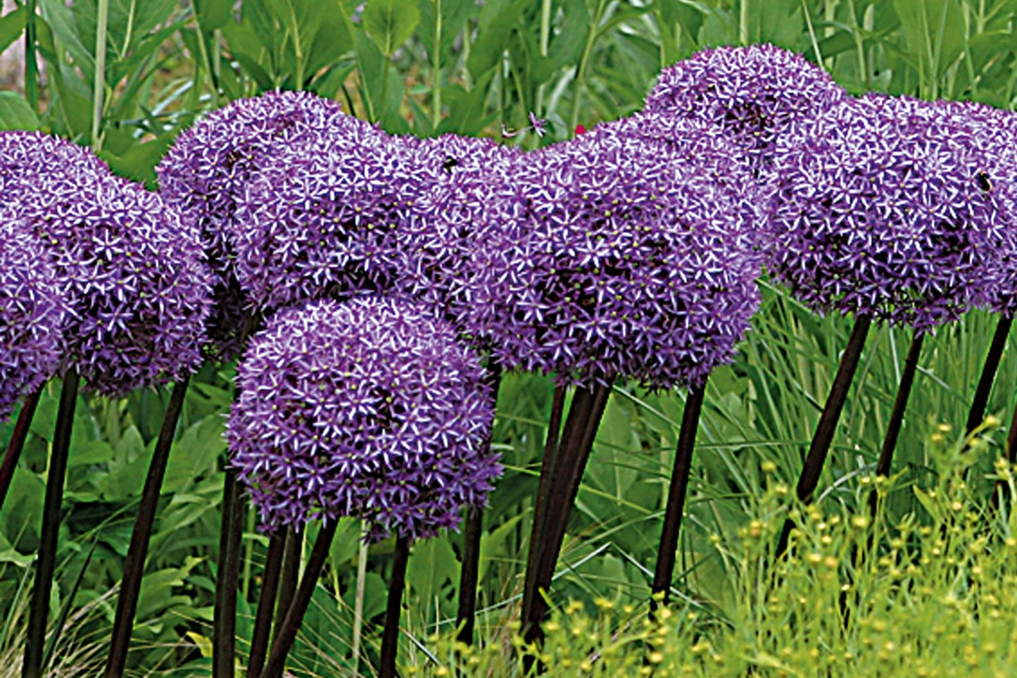Allium 'Globemaster' Kugellauch | Zierlauch