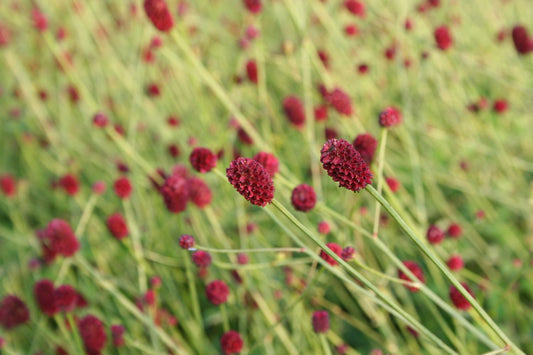 Sanguisorba officinalis 'Tanna' Wiesenknopf