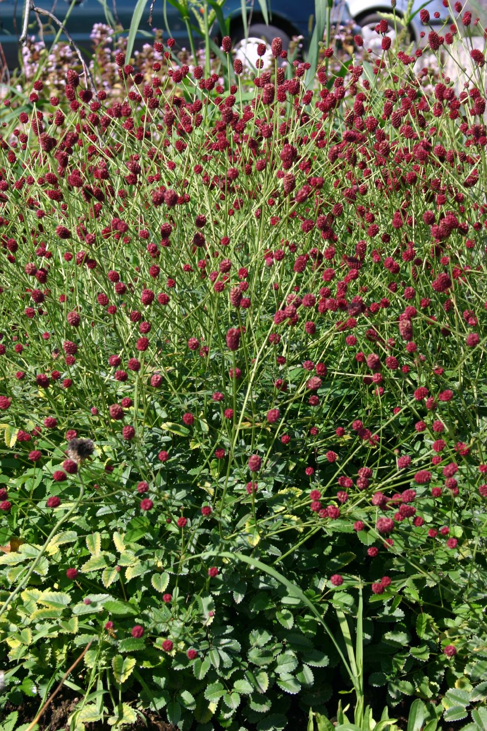 Sanguisorba officinalis 'Tanna' (Wiesenknopf)
