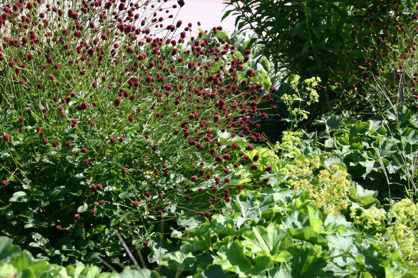 Sanguisorba officinalis 'Tanna' (Wiesenknopf)