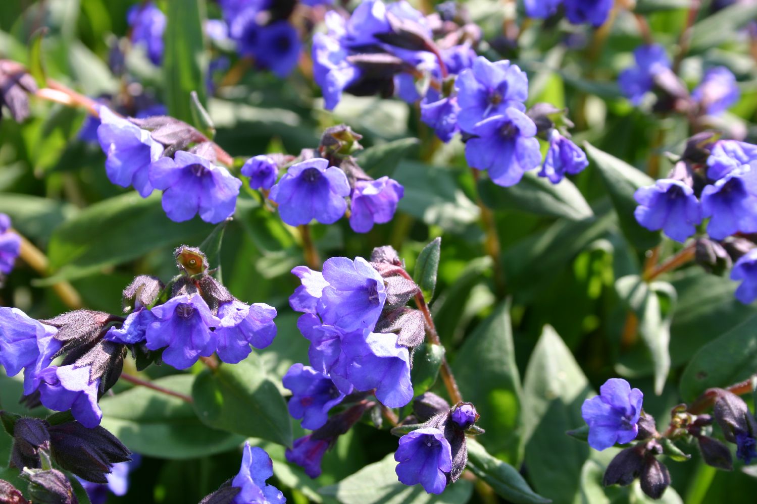 Pulmonaria dacica 'Blue Ensign' Schmalblättriges Lungenkraut