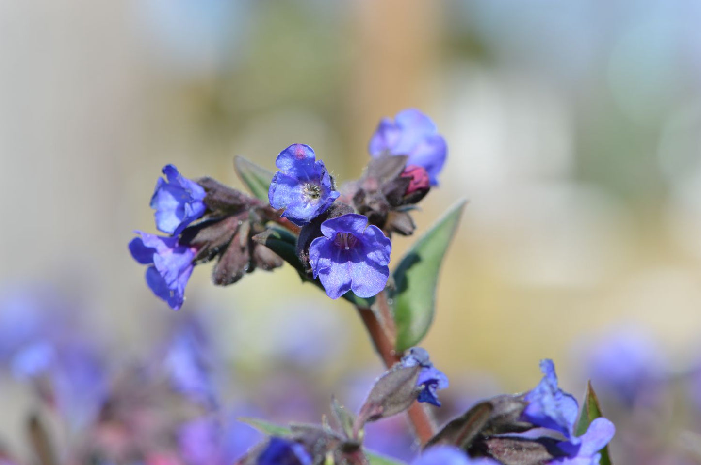 Pulmonaria dacica 'Blue Ensign' (Schmalblättriges Lungenkraut)