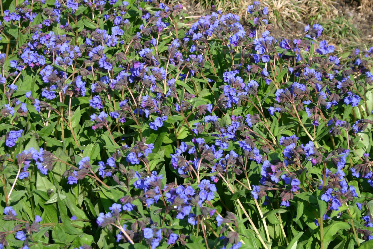Pulmonaria dacica 'Blue Ensign' (Schmalblättriges Lungenkraut)