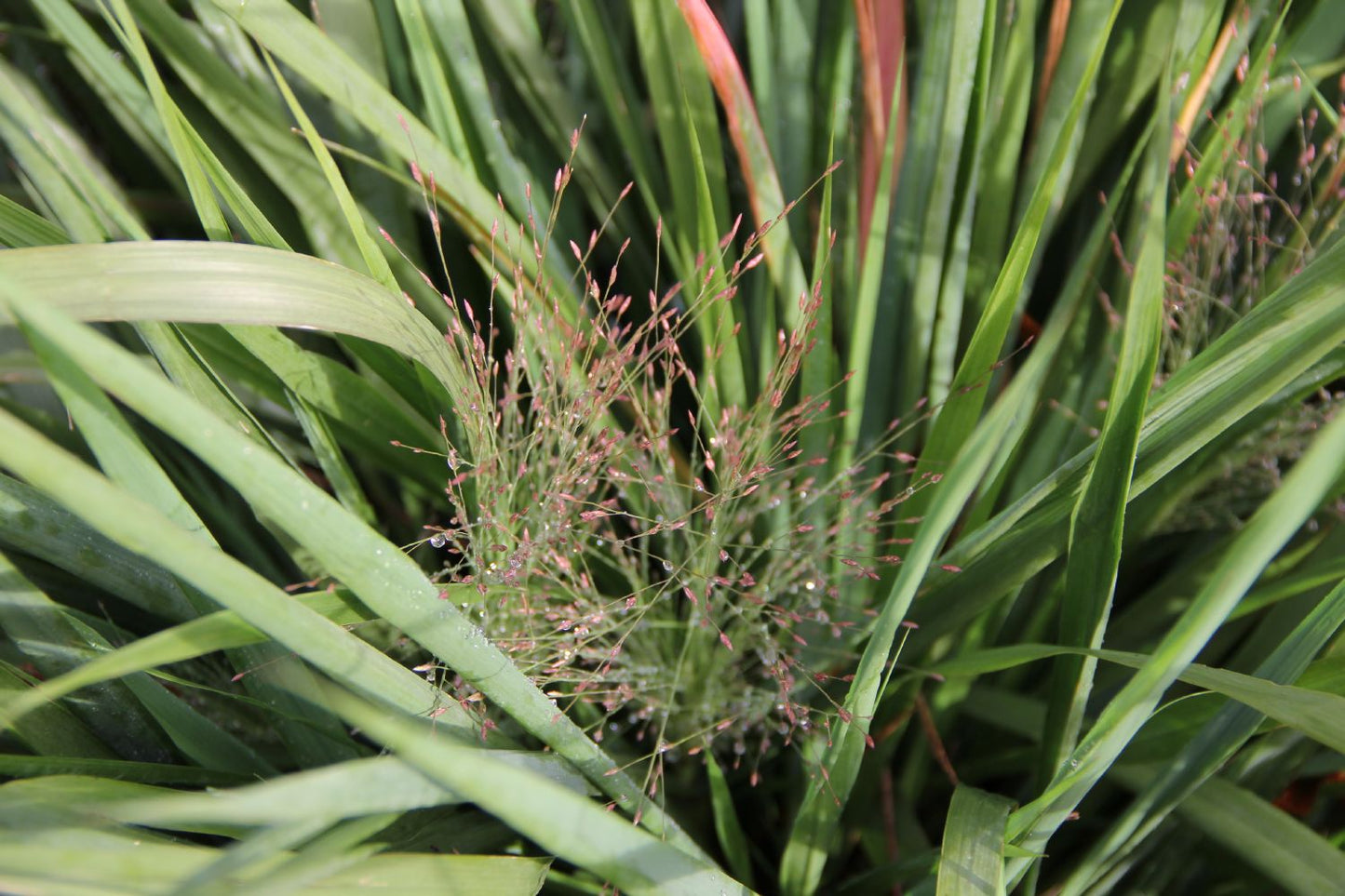 Eragrostis spectabilis (Purpur-Liebesgras) Eragrostis spectabilis (Purpur-Liebesgras)