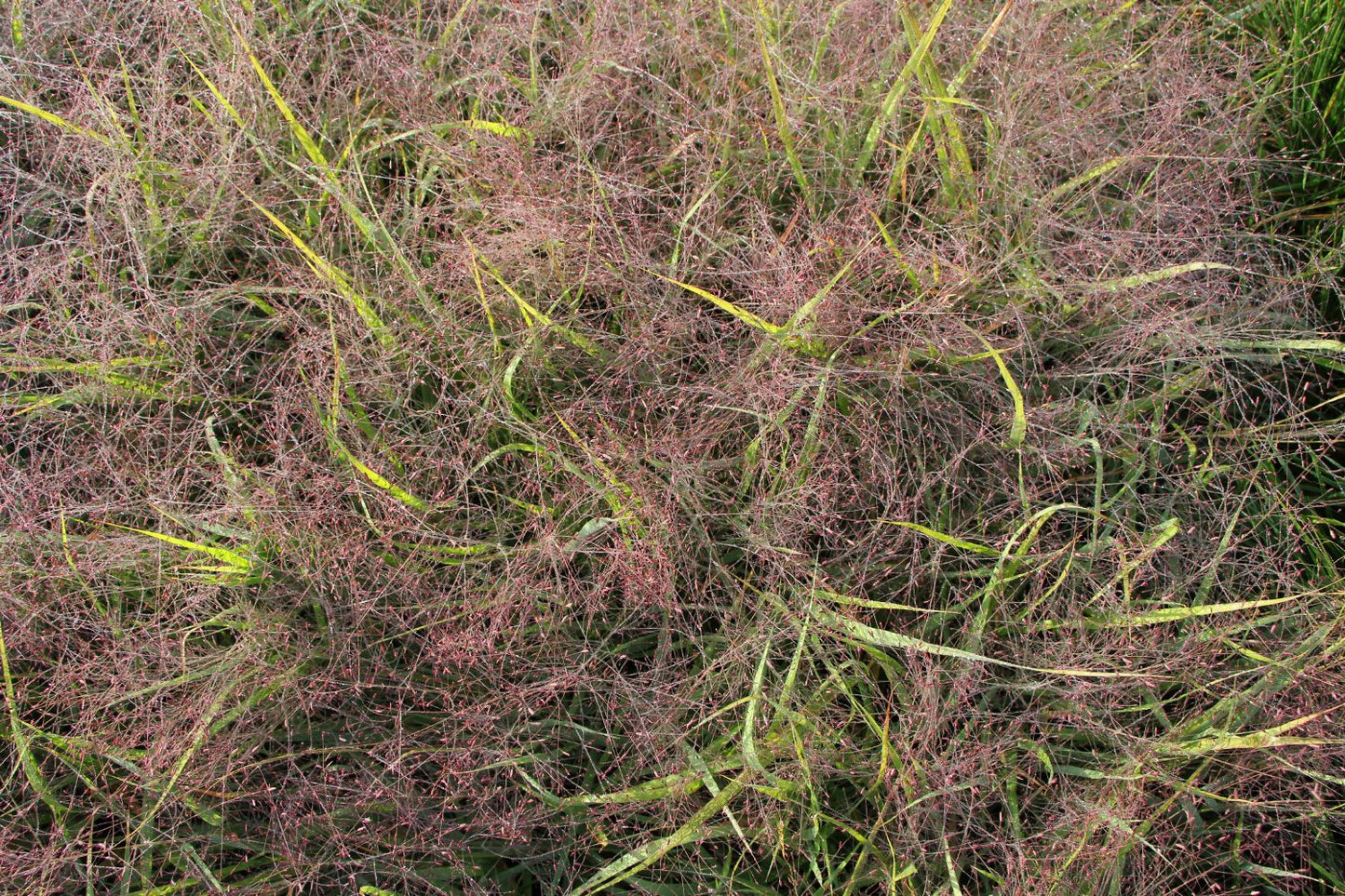 Eragrostis spectabilis (Purpur-Liebesgras) Eragrostis spectabilis (Purpur-Liebesgras)