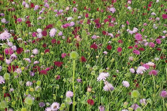 Knautia macedonica 'Melton Pastels' Mazedonische Witwenblume