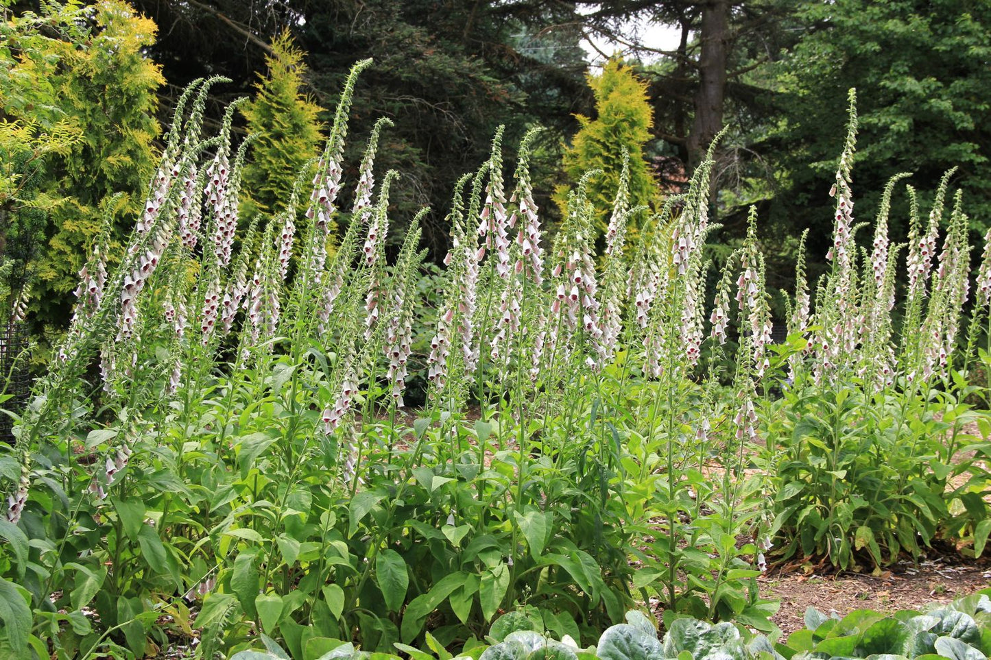 Digitalis purpurea 'Pam's Choice' (Garten-Fingerhut)