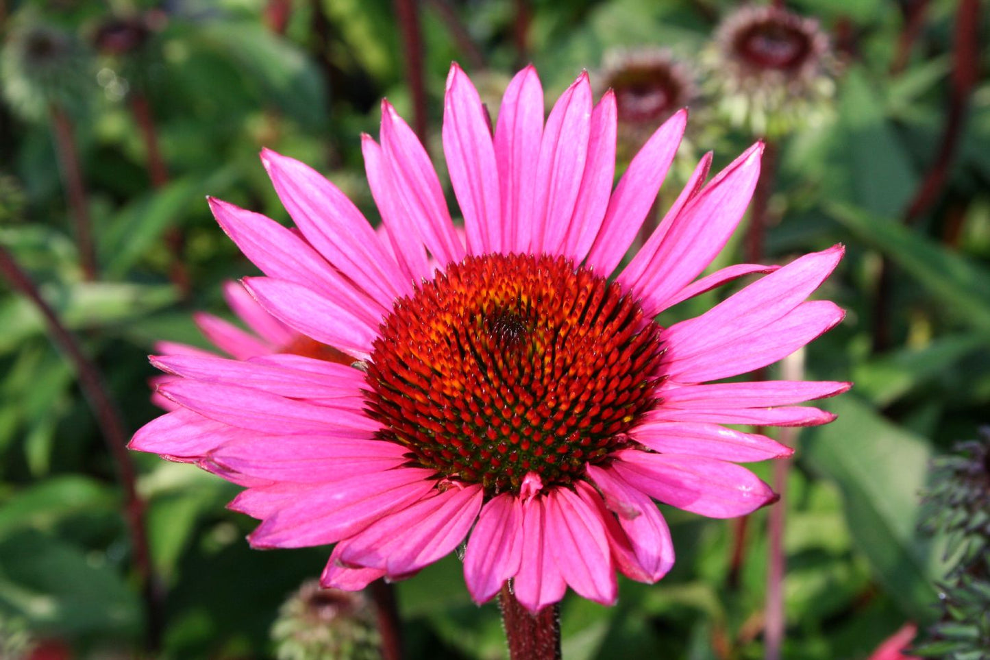 Echinacea 'Fatal Attraction' Scheinsonnenhut Echinacea 'Fatal Attraction' Scheinsonnenhut