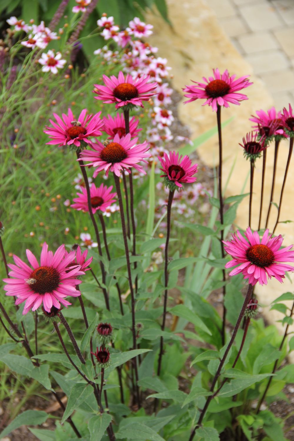 Echinacea 'Fatal Attraction' (Scheinsonnenhut) Echinacea 'Fatal Attraction' (Scheinsonnenhut)