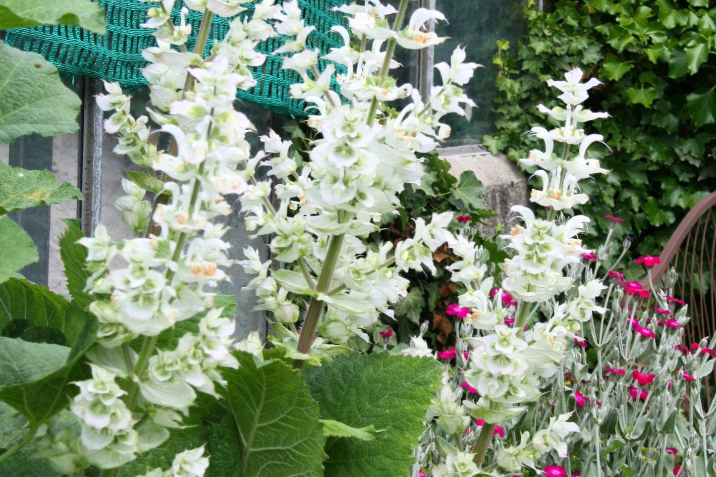 Salvia sclarea 'Vatican White' Garten-Muskateller-Salbei