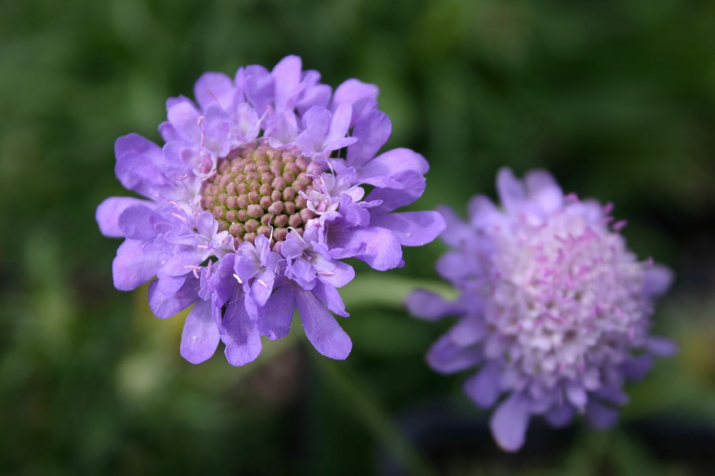 Scabiosa columbaria f. 'Nana' Garten-Tauben-Skabiose