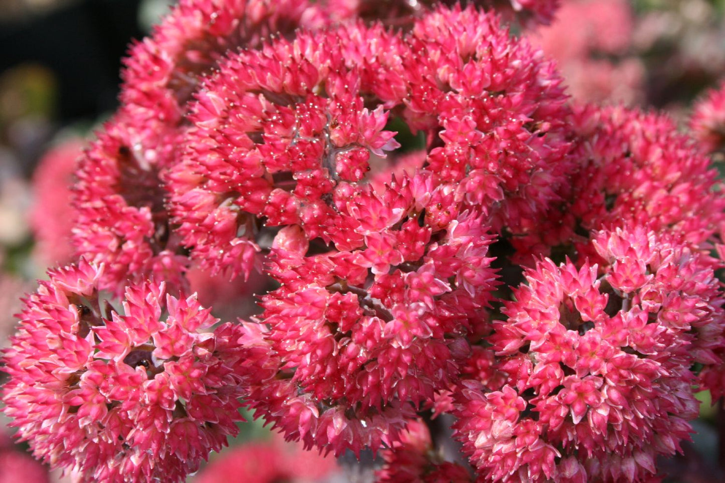 Sedum telephium ssp. ruprechtii 'Red Cauli' (Hohe Fetthenne)