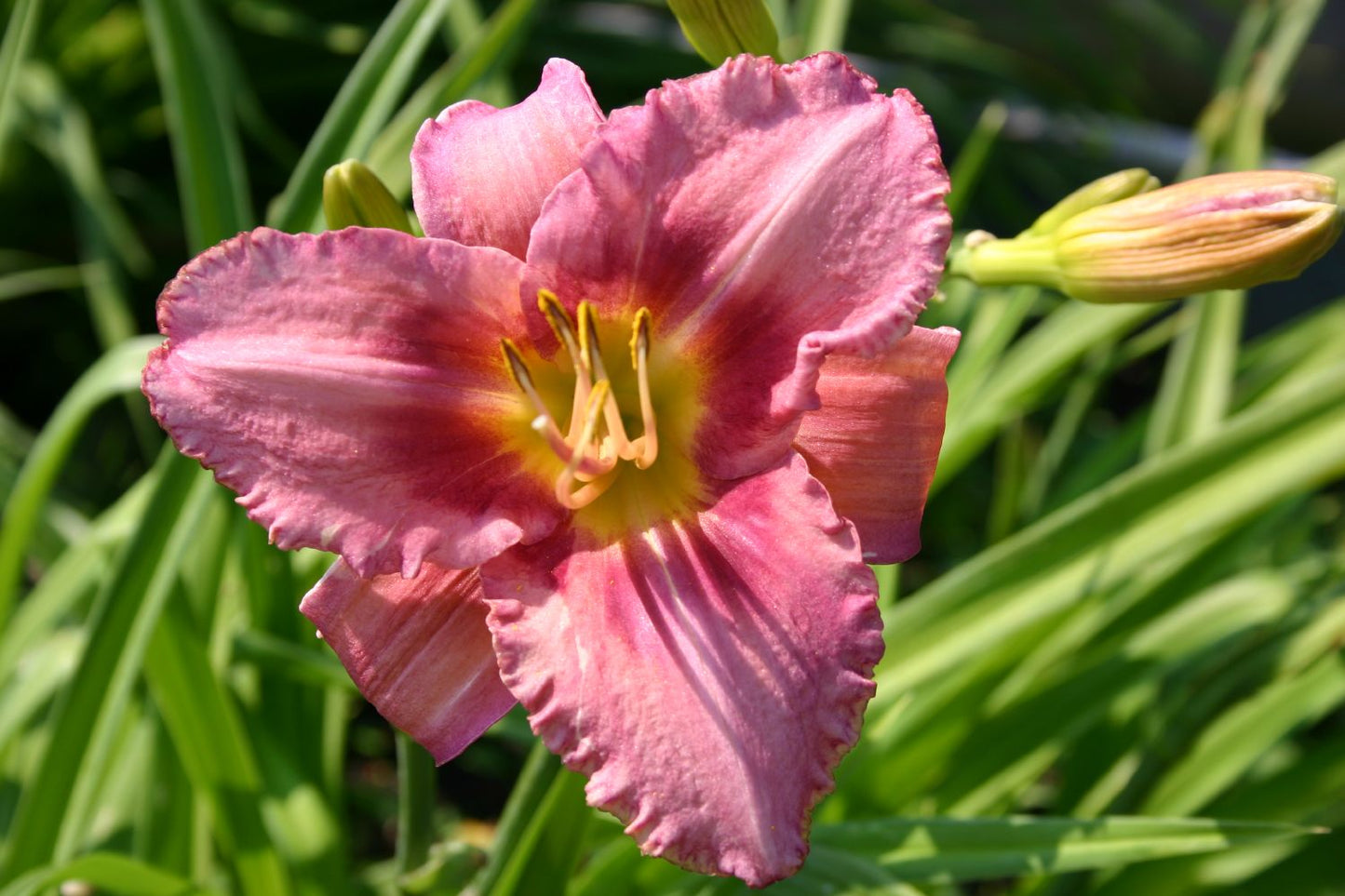 Hemerocallis 'French Porcelain' Großblumige Taglilie
