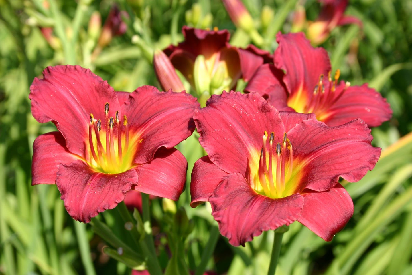 Hemerocallis 'Pardon Me' Miniaturblütige Taglilie