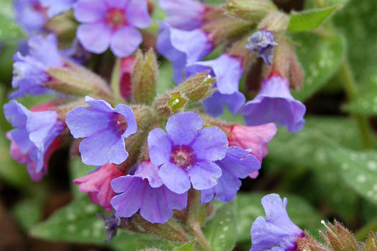 Pulmonaria 'Trevi Fountain' Großgeflecktes Lungenkraut
