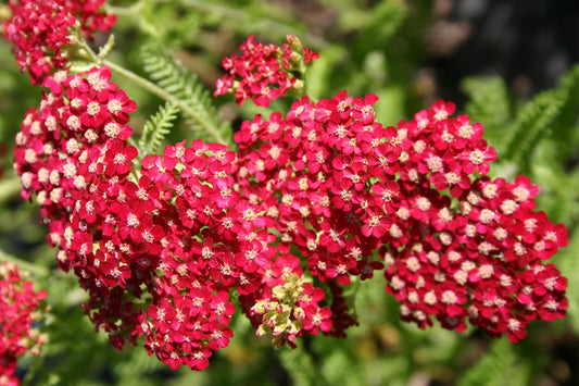 Achillea millefolium 'Red Velvet' Tausendblätterige Schafgarbe