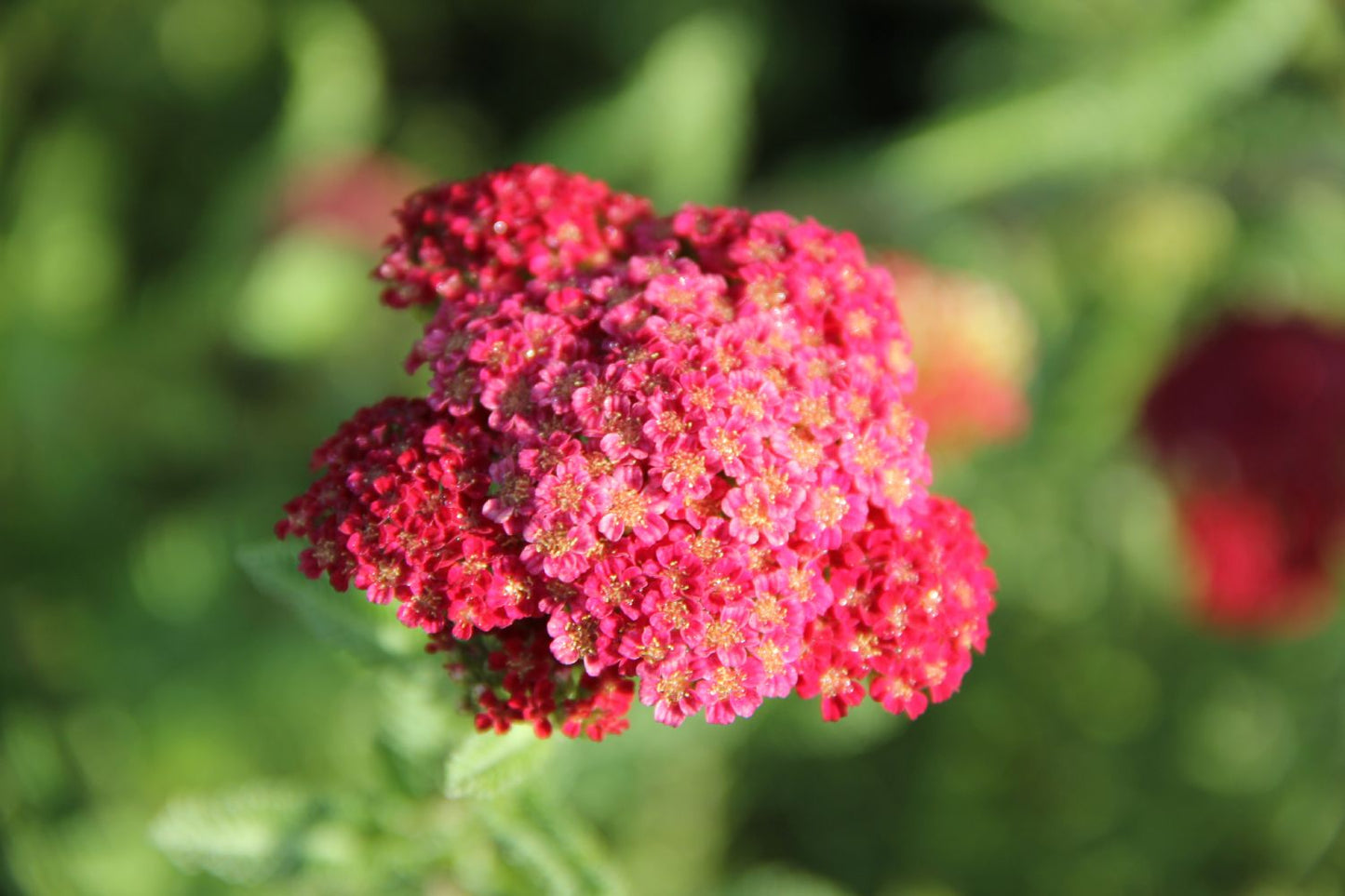 Achillea millefolium 'Red Velvet' (Tausendblätterige Schafgarbe)