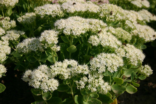 Sedum spectabile 'Iceberg' Weiße Fetthenne