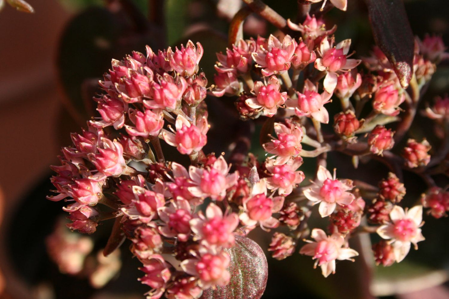 Sedum telephium 'Xenox' ® Rotbraunblättrige Garten-Fetthenne