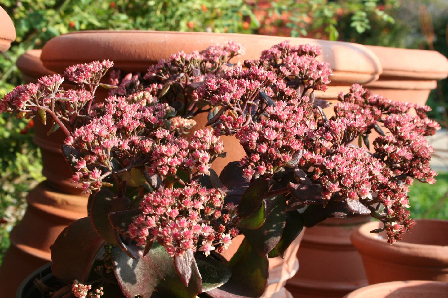 Sedum telephium 'Xenox' ® (Rotbraunblättrige Garten-Fetthenne)