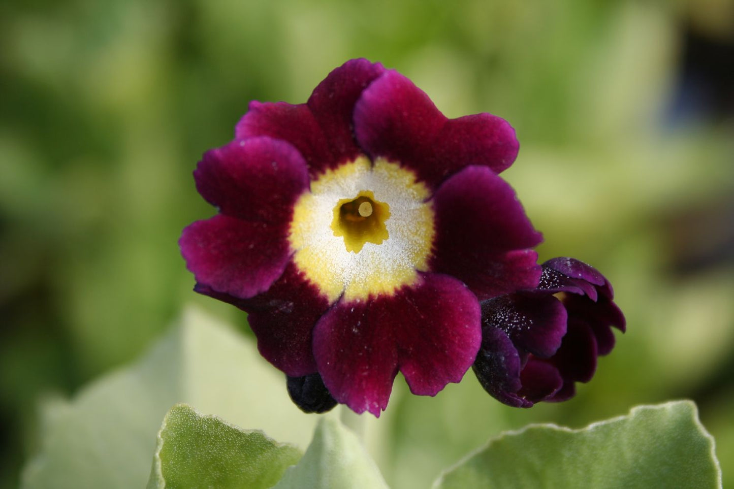 Primula x pubescens, in Farben Garten-Aurikel