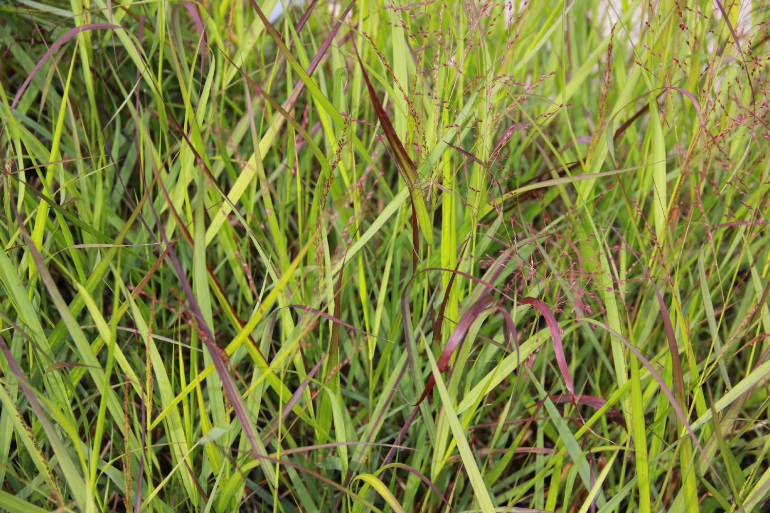Panicum virgatum 'Squaw' Rutenhirse