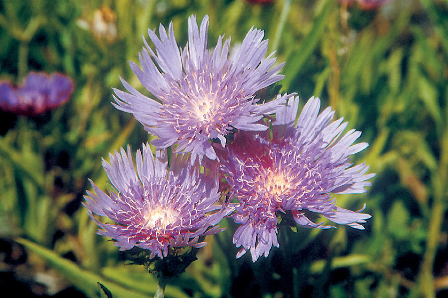 Stokesia laevis Garten-Kornblumenaster