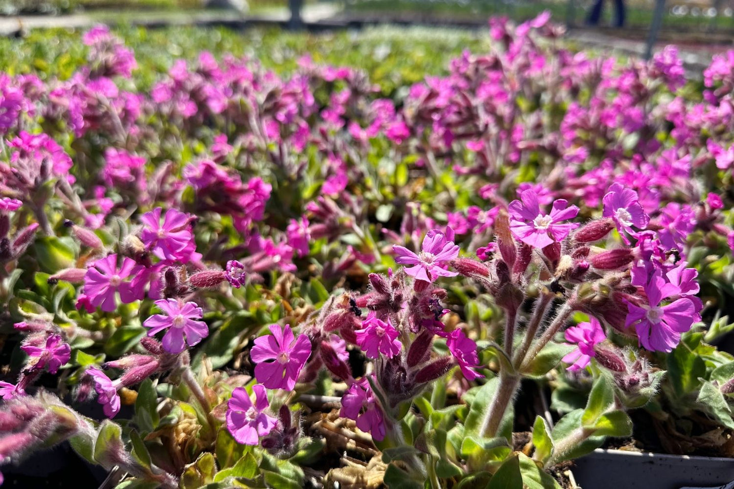 Silene x robotii 'Rolly's Favourite' (Bastard-Lichtnelke)
