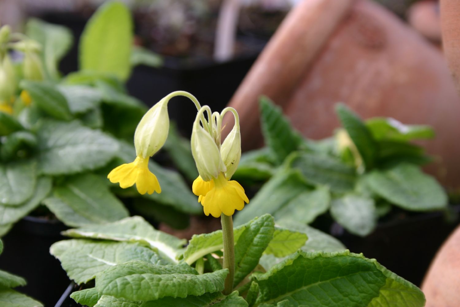 Primula veris Echte Schlüsselblume