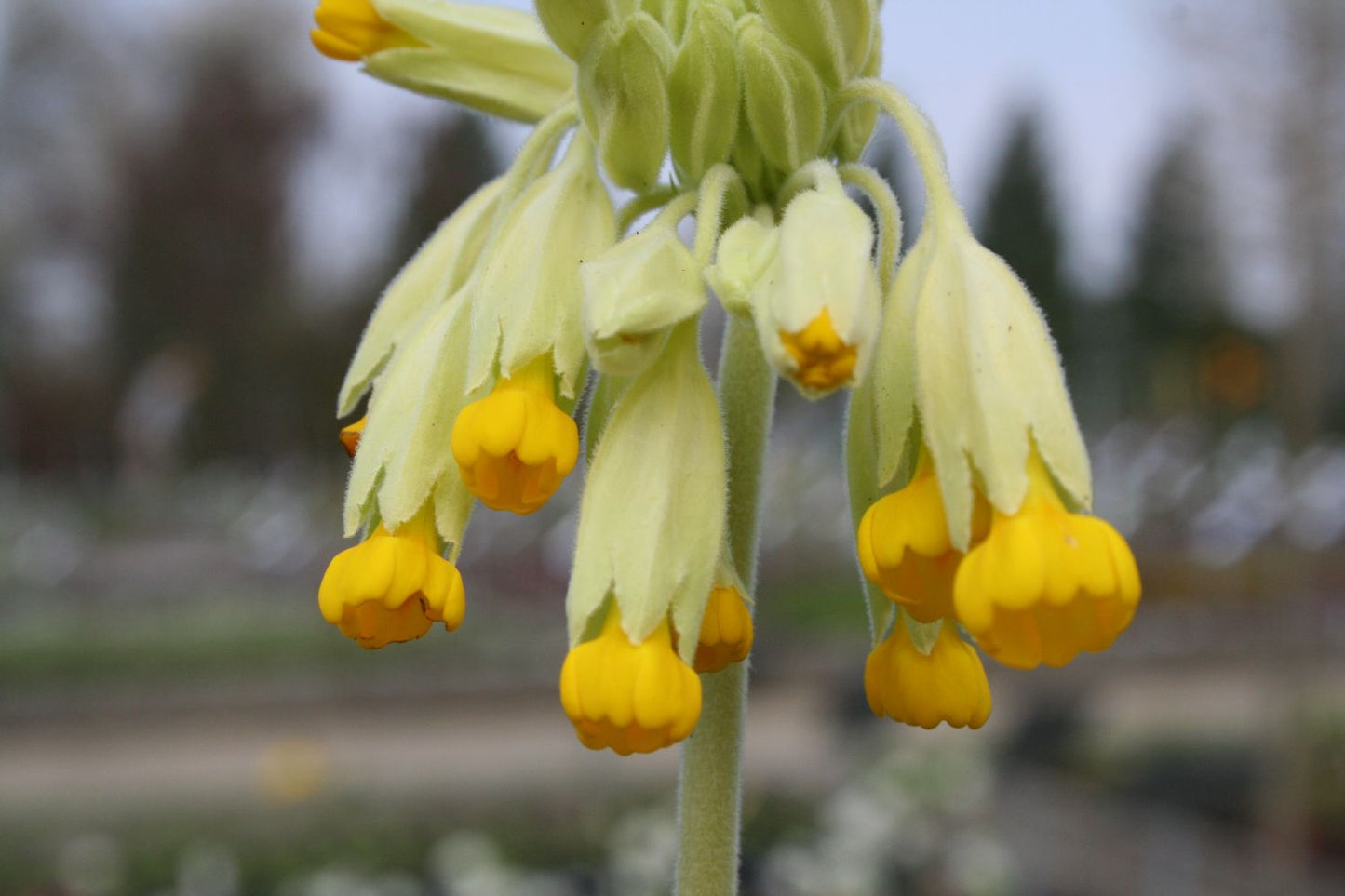 Primula veris (Echte Schlüsselblume)