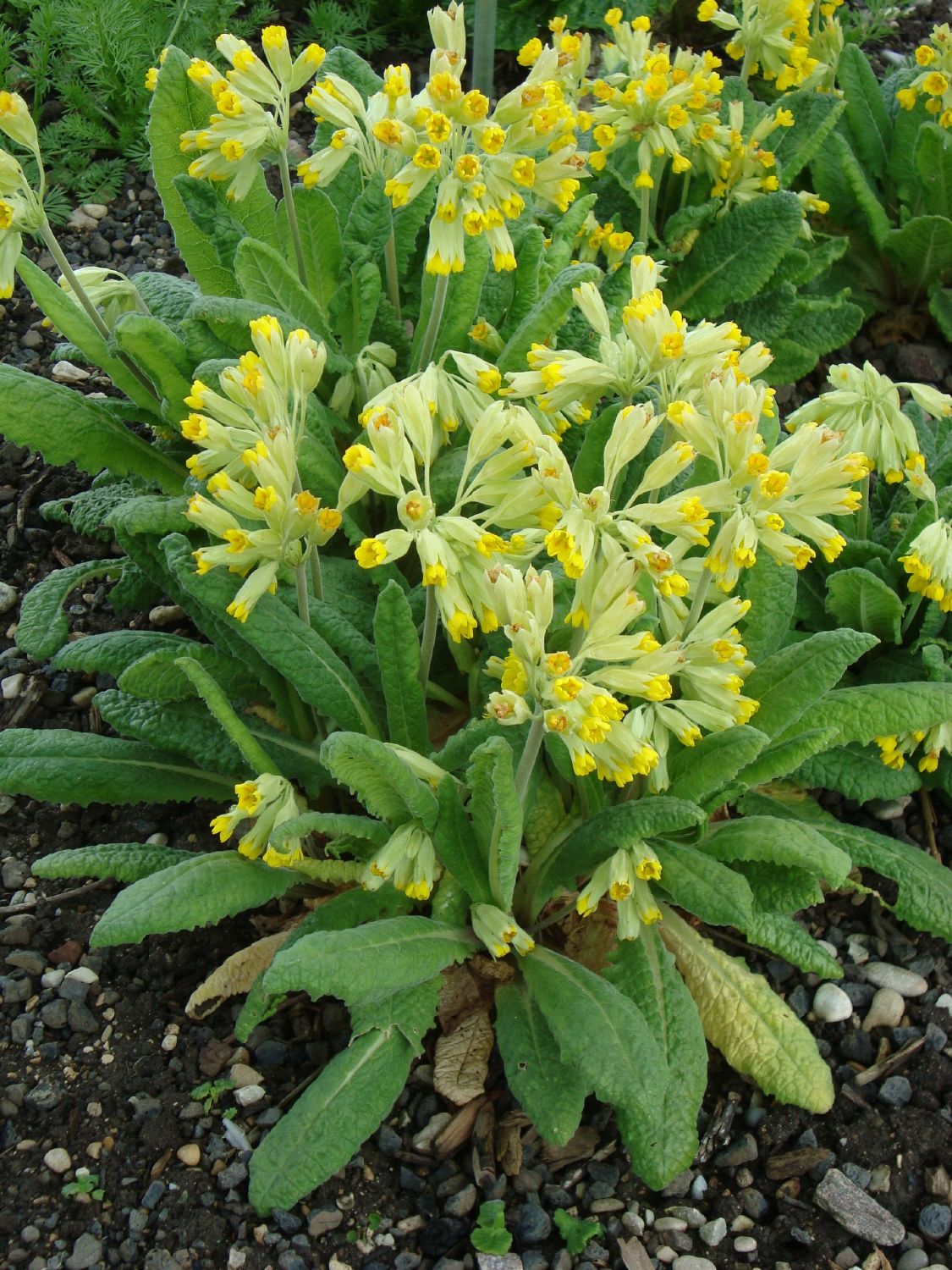 Primula veris (Echte Schlüsselblume)