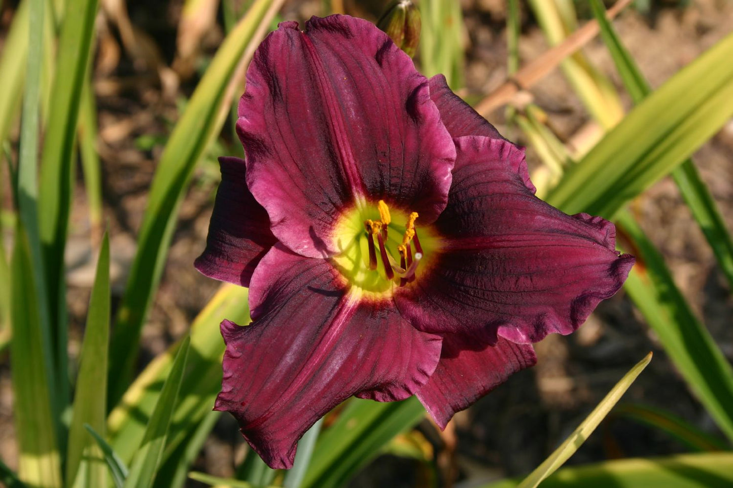Hemerocallis 'Grape Velvet' Großblumige Taglilie